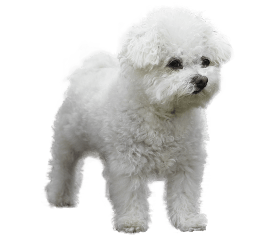 Bichon bolognese deals
