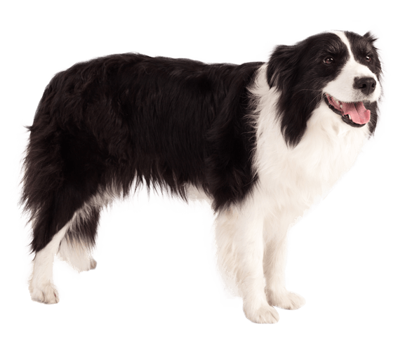 Border Collie - Price, Temperament, Life span