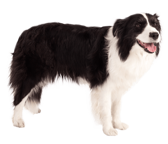 Border Collie | Dog Breed Facts And Information - Wag! Dog Walking