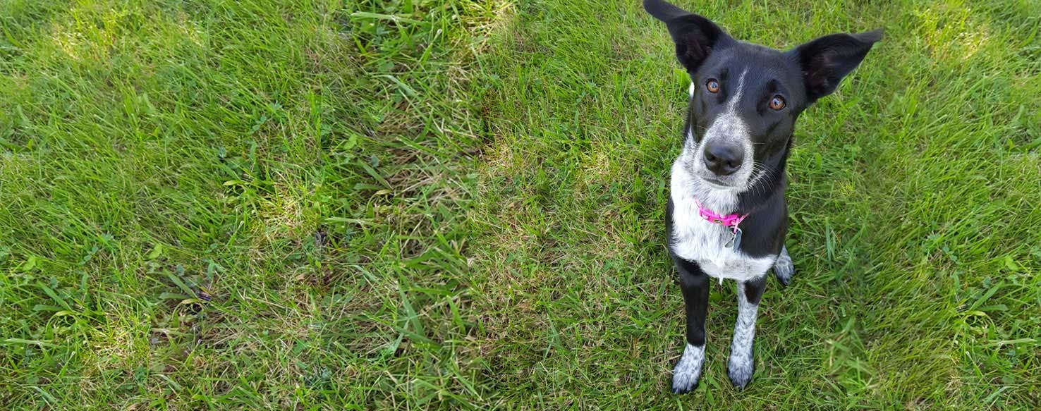 Collie best sale cattle dog