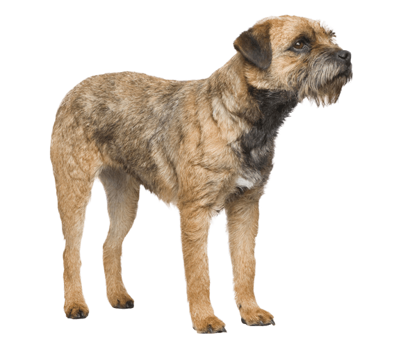 Border Terrier | Dog Breed Facts and 