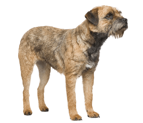 Border Terrier Dog Breed Facts and Information Wag Dog Walking