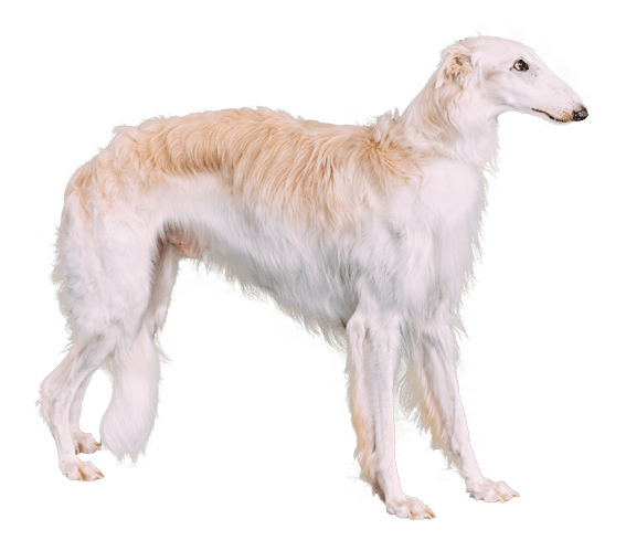 A borzoi deals