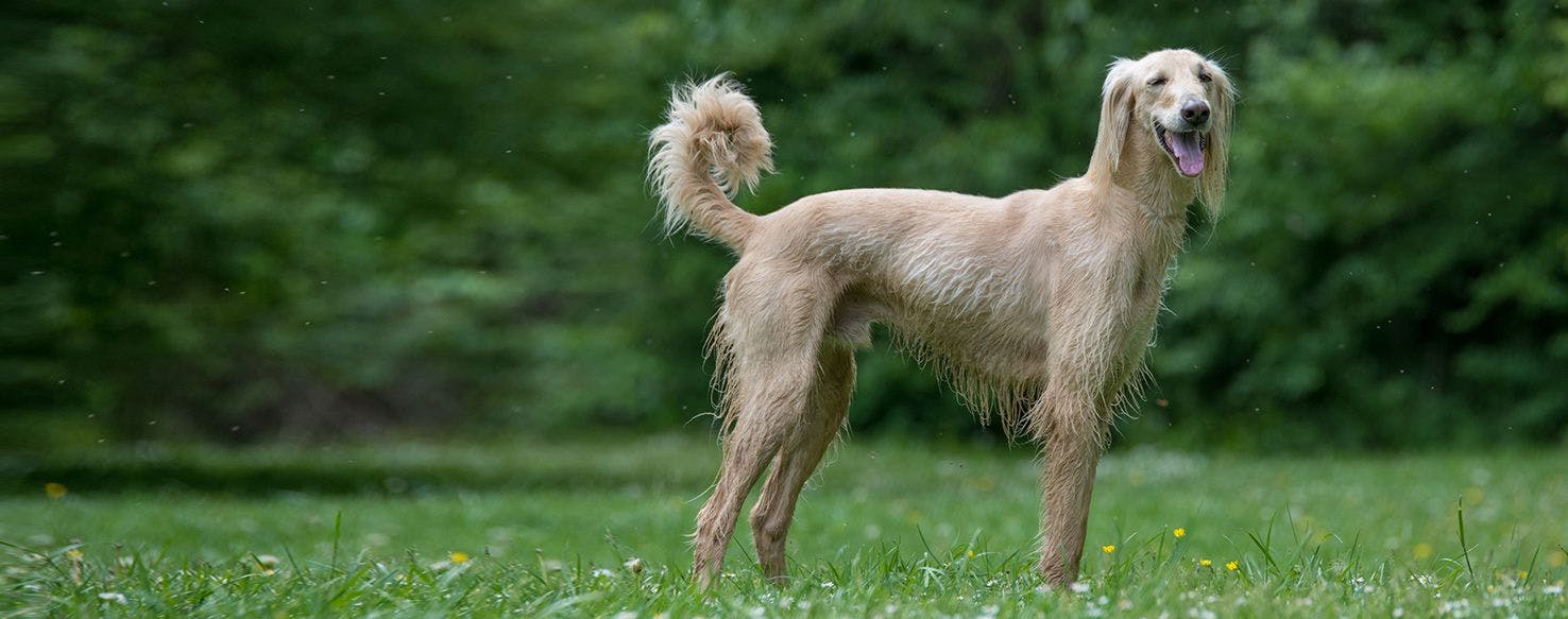 Borzoi Dog Breed Facts And Information Wag Dog Walking