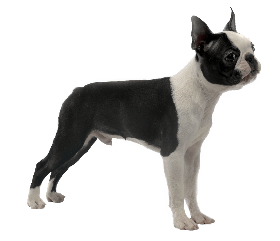 Boston Terrier | Dog Breed and Information - Wag! Dog