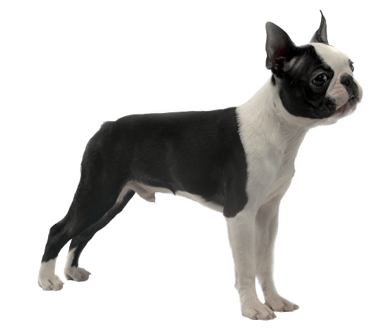 63+ Average Size Of A Boston Terrier