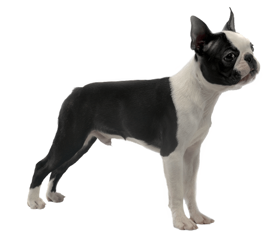 Boston Terrier | Dog Breed Facts and Information - Wag! Dog Walking