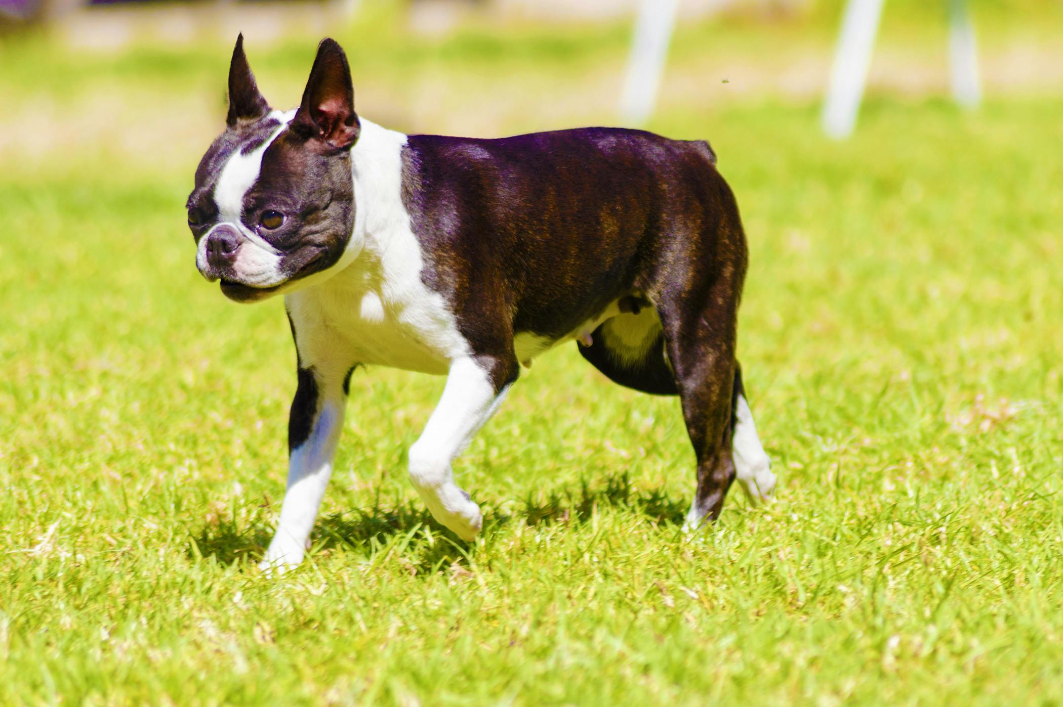 what color can boston terriers be