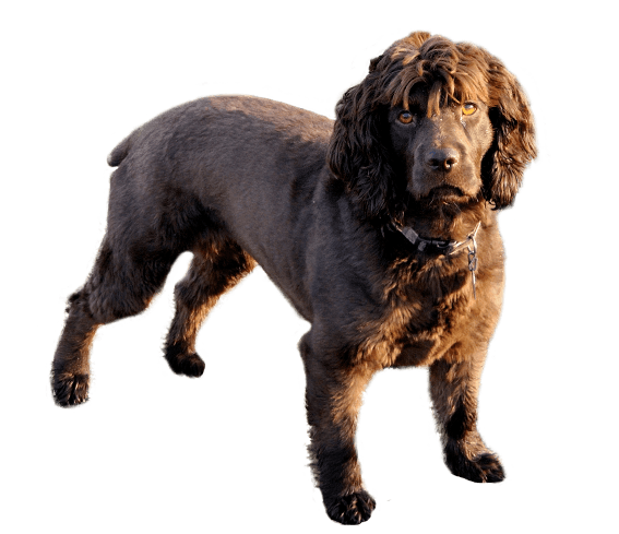Golden boykin deals spaniel