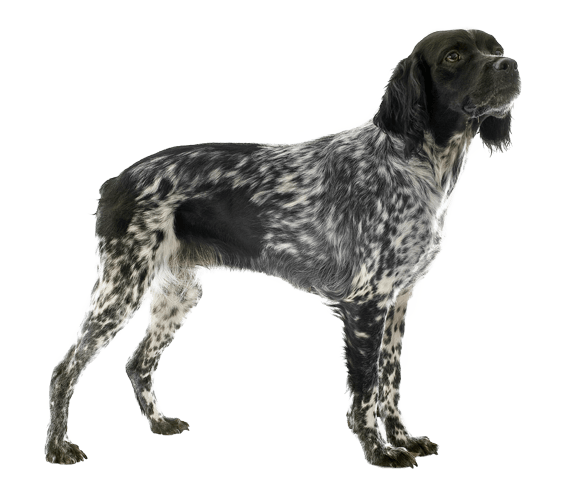 brittany dog spaniel breeds
