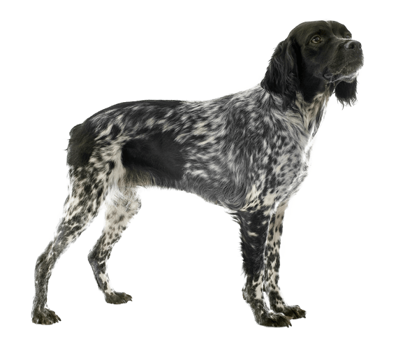 Brittany Spaniel Dog Breed Facts and Information Wag Dog