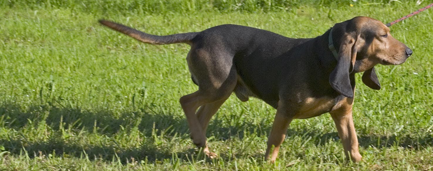 Bruno Jura Hound Dog Breed Facts And Information Wag Dog Walking