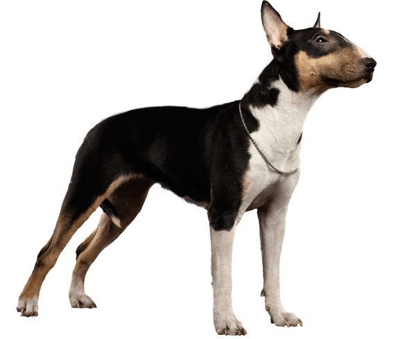 Black and white english best sale bull terrier