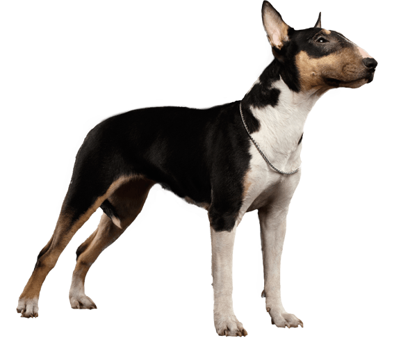 Bull Terrier  Dog Breed Facts and Information - Wag! Dog Walking