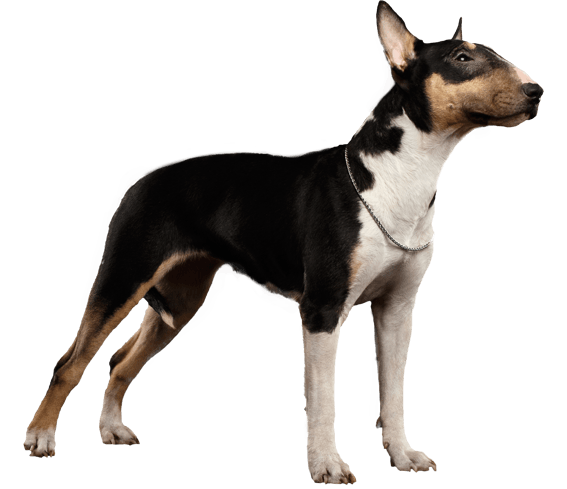 Different bull terrier breeds hotsell