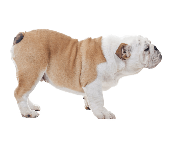 are english bulldogs born with long tails