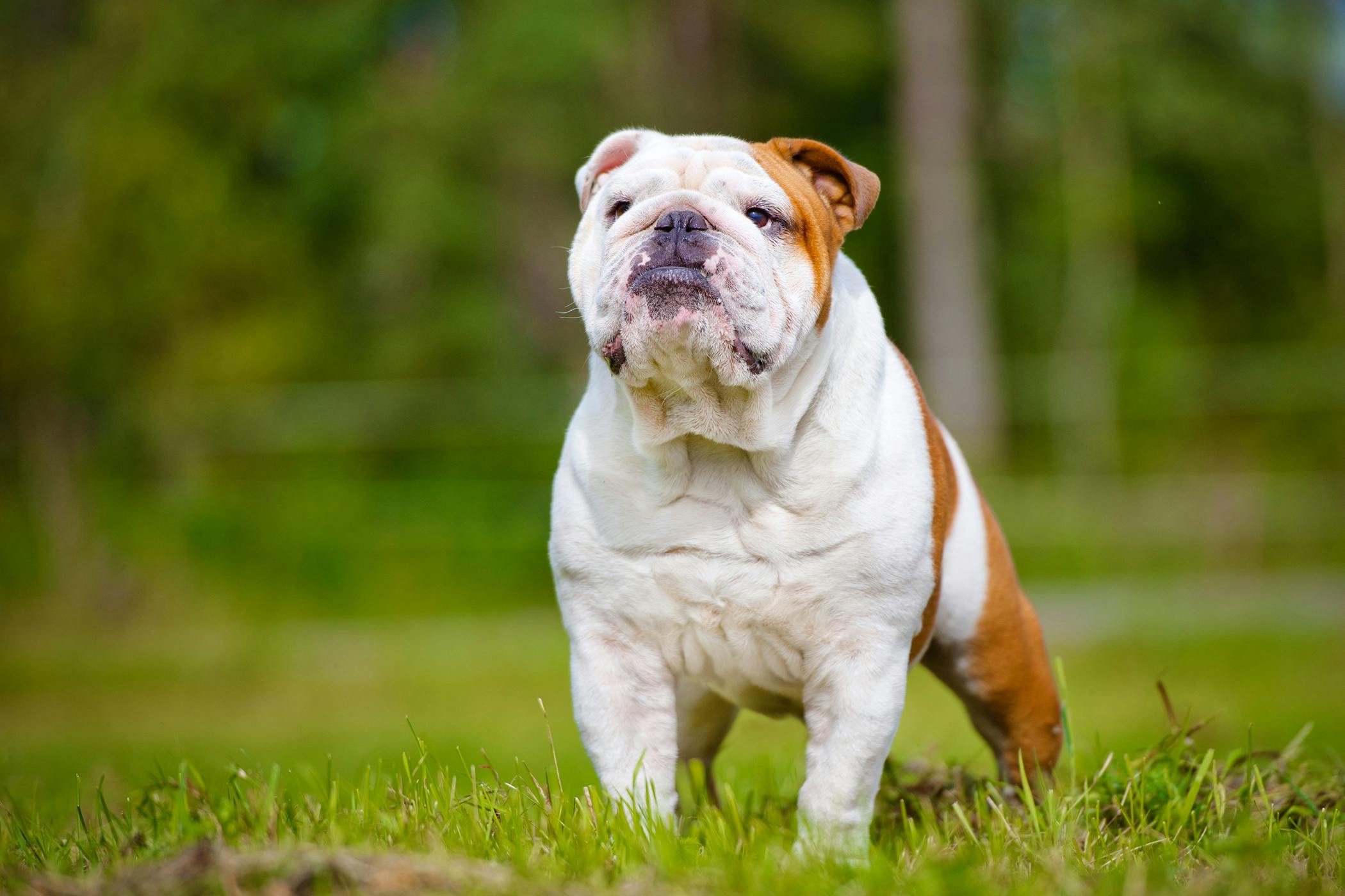 are english bulldogs born with long tails