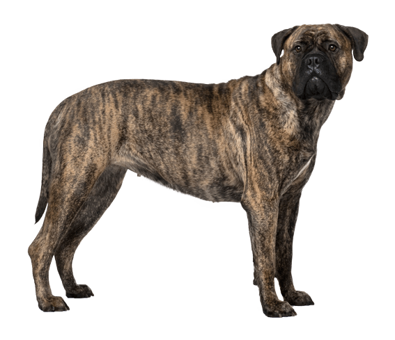 Fawn brindle deals bullmastiff