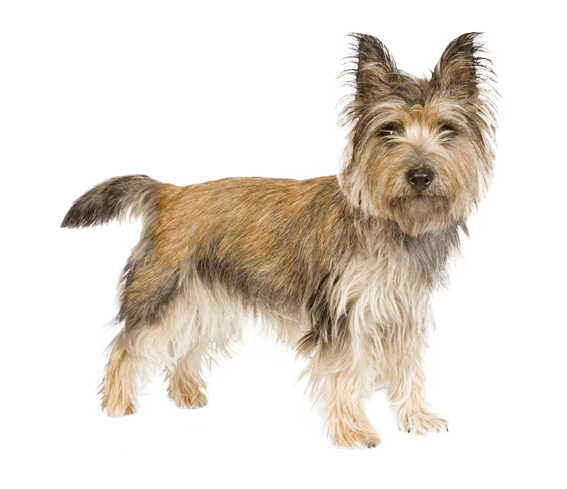 Cairn online terrier breeders
