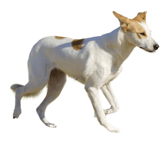 how much do canaan dog puppies cost