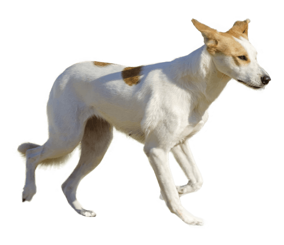 Canaan hound hotsell