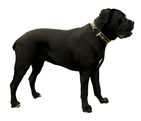 Cane Corso Dog Breed Information