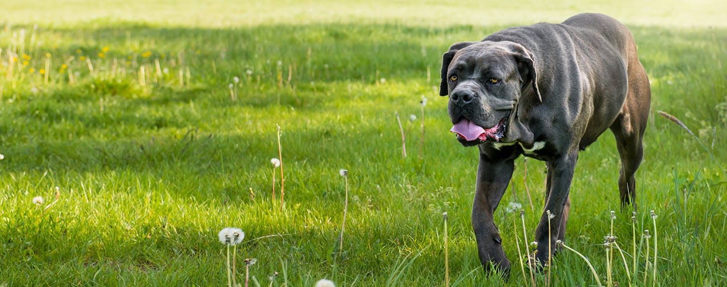 History of the Cane Corso – Fenrir Canine Leaders