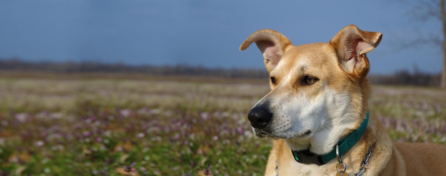 Carolina Dog Dog Breed Facts And Information Wag Dog Walking