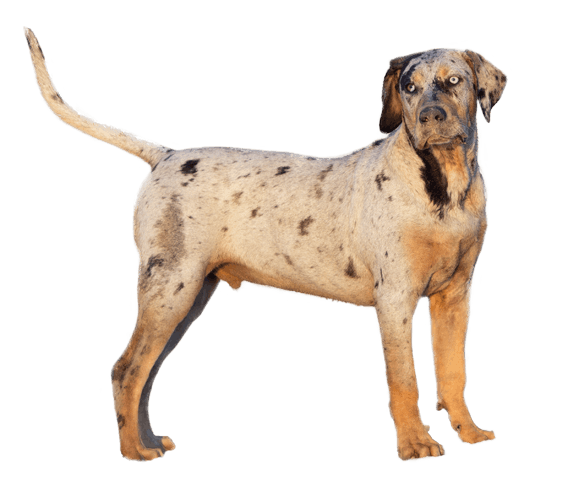 can a catahoula be a bird dog