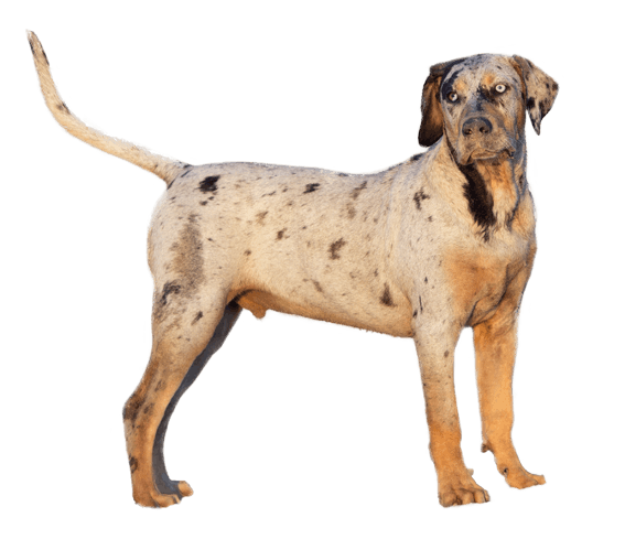 Catahoula Leopard Dog: Characteristics & Care