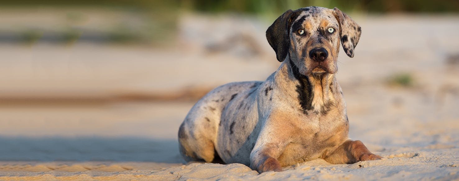 Catahoula leopard store dog intelligence ranking