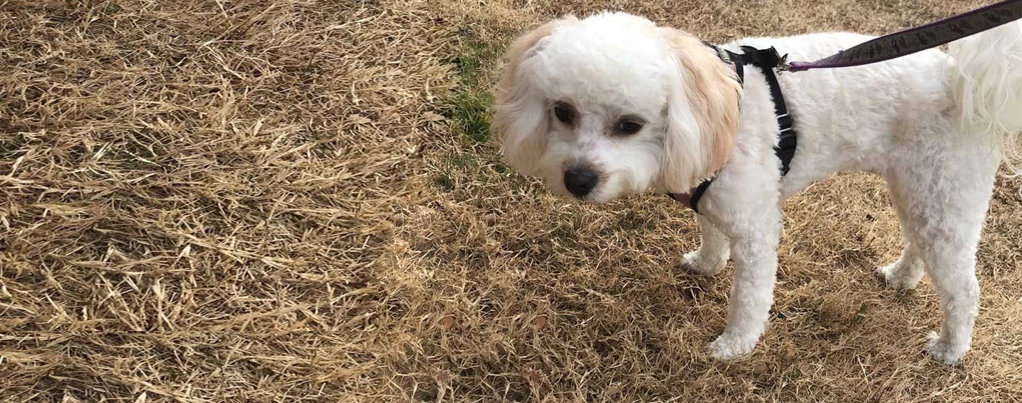 white cavachon dog