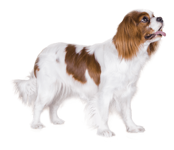 Cavalier King Charles Spaniel  Dog Breed Facts and Information - Wag!