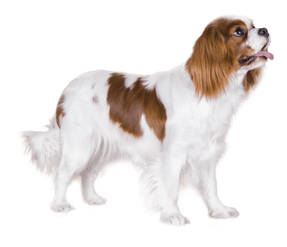 Best dog coats for 2025 cavalier king charles spaniel