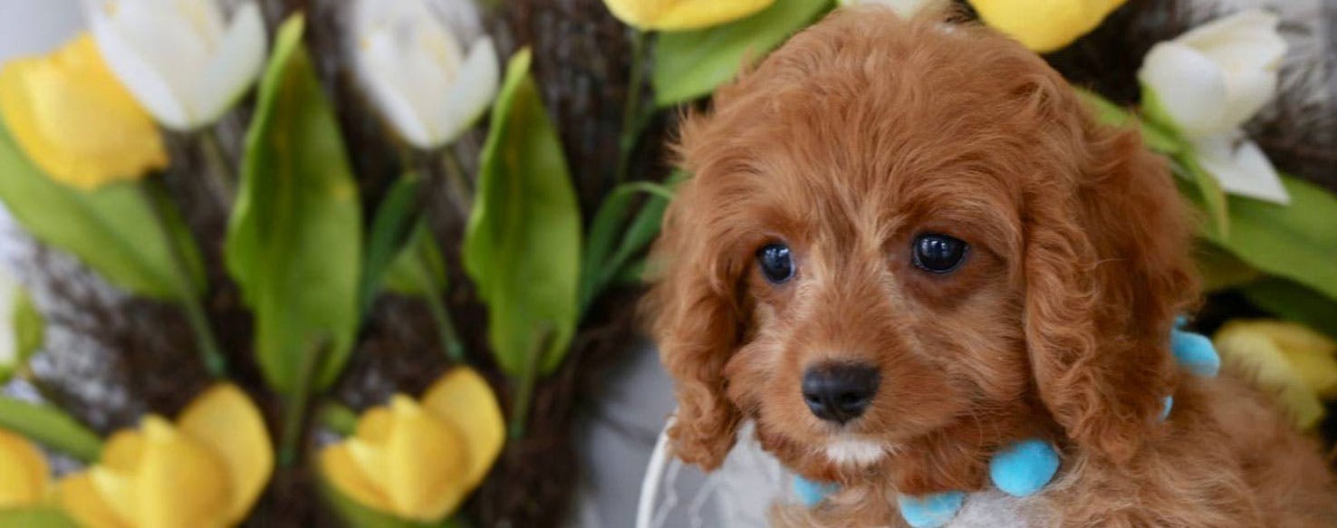 best dog clippers for cavapoo