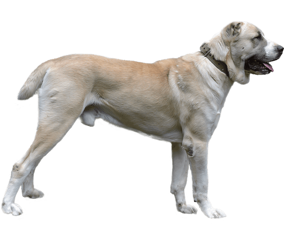 Alabai dog breed store info