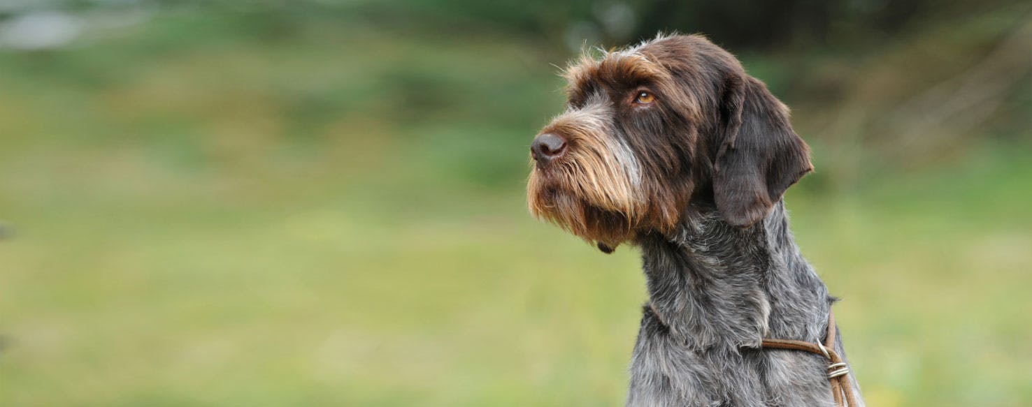 Cesky Fousek Dog Breed Facts And Information Wag Dog Walking
