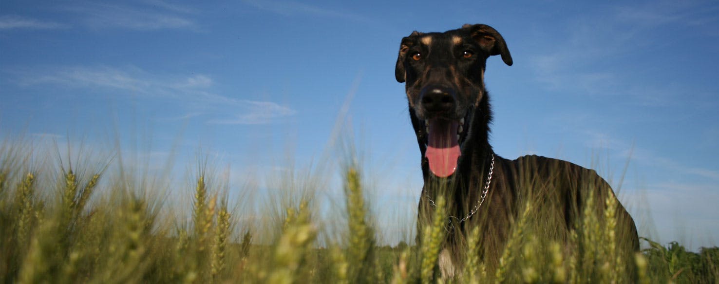 Polish Greyhound Chart Polski Dog Breed Facts And Information Wag Dog Walking