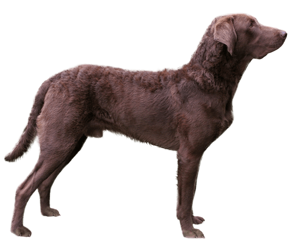 Chesapeake bay hot sale retriever dog breed