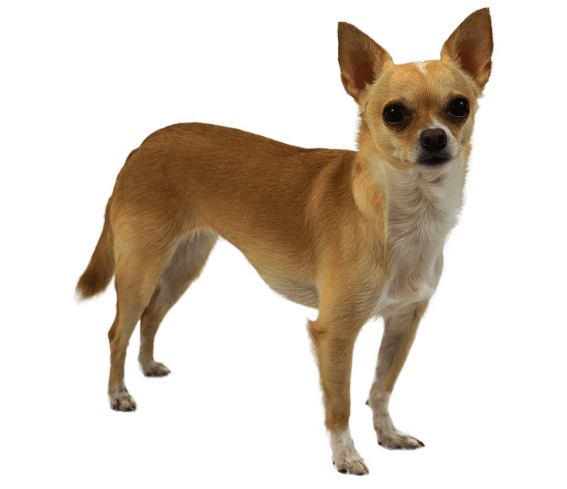 are chihuahuas a good dog breed for home protection