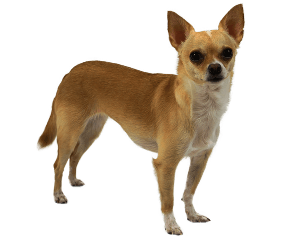 Large top breed chihuahua