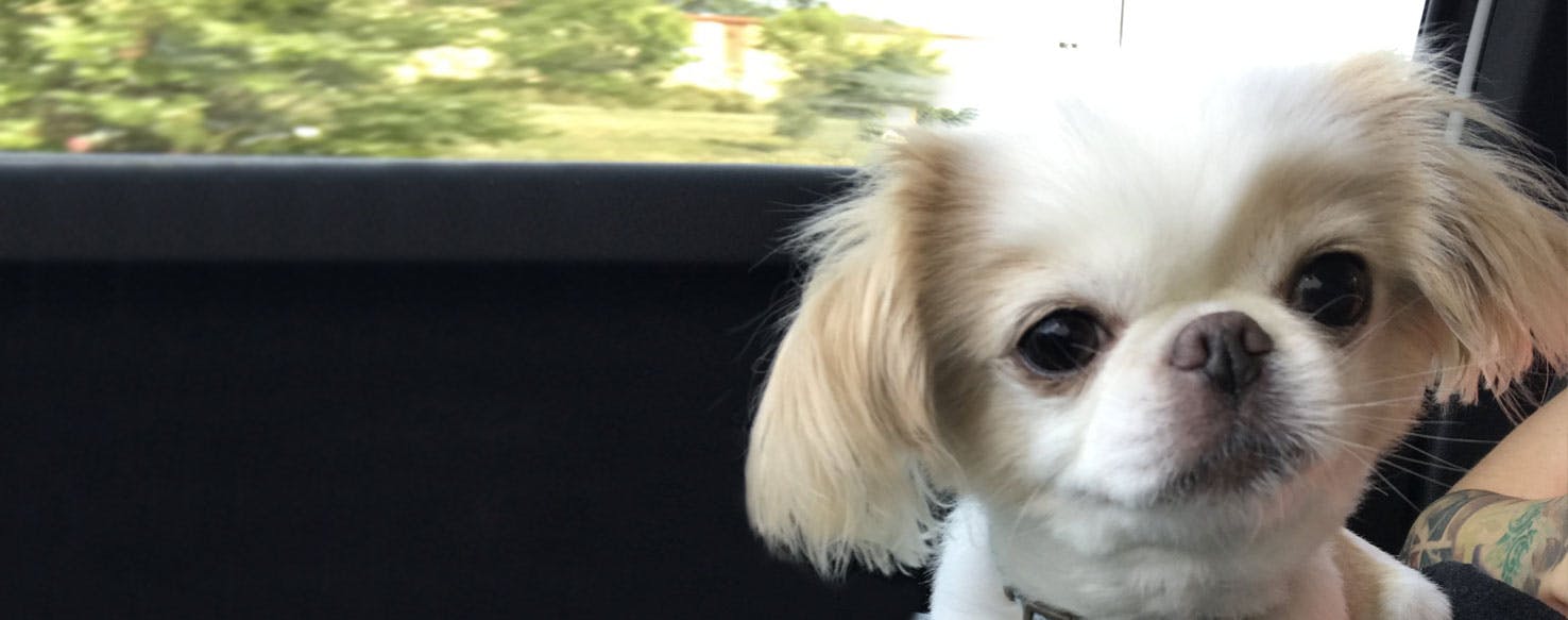 japanese chin and chihuahua mix