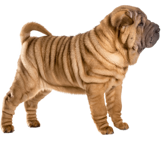 Chinese Shar-Pei | Dog Breed Facts And Information - Wag! Dog Walking