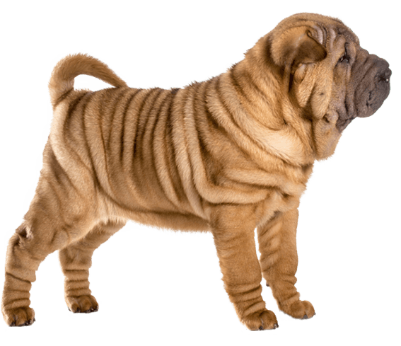 Chinese Shar Pei Dog Breed Facts and Information Wag Dog Walking
