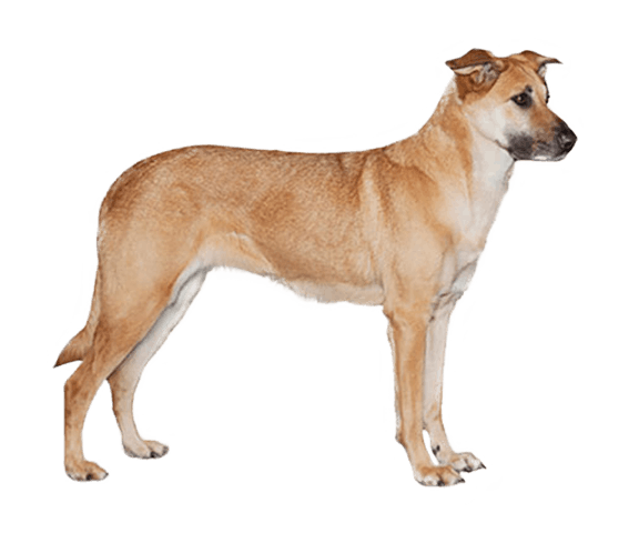 Chinook | Dog Breed Facts and Information - Wag! Dog Walking