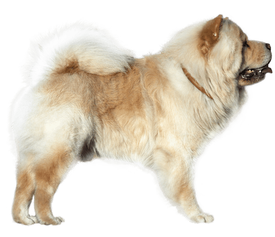 Chow chow cheap grooming cost