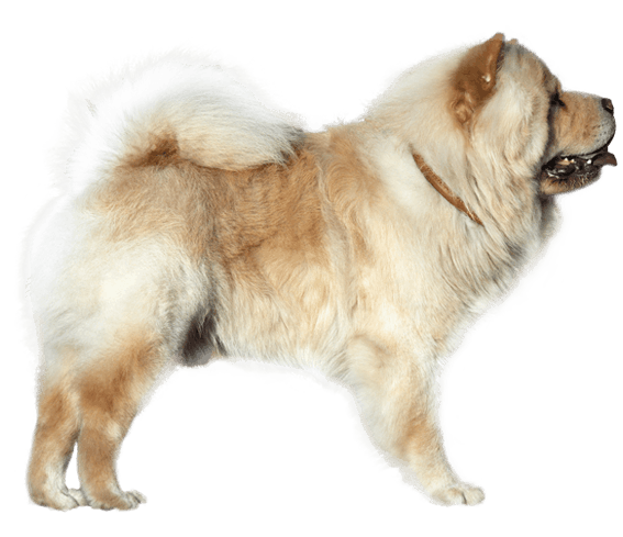 Chow Chow Dog Breed Facts And Information Wag Dog Walking Chow Chow Dog Breed Facts And Information Wag Dog Walking
