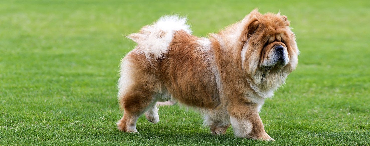 are chow chow dogs smart