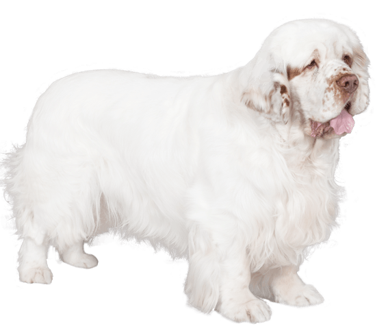 Cumberland spaniel for hot sale sale