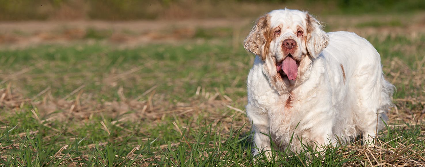 Clumber Spaniel Dog Breed Facts And Information Wag Dog Walking